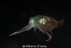 Squid hunting at night . Nikon D300 - 105 macro DS160 by Alberto D'este 